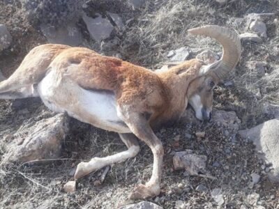 دستگیری یک گروه شکارچی غیرمجاز در منطقه حفاظت شده البرز مرکزی