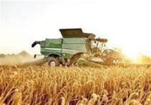 راندمان تولید با اجرای طرح جهش تولید در دیمزارها ۴۰ درصد افزایش یافت