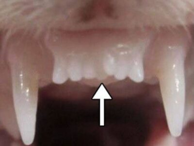 رشد مجدد دندان با دارو محیا شد!