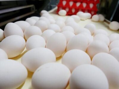 صادرات ۸۵ هزار تن تخم‌مرغ به کشورهای همسایه| نرخ جدید هفته آینده اعلام می‌شود