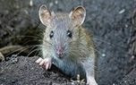 عامل اصلی افزایش جمعیت موش درتهران