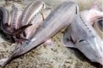 ممنوعیت صید تجاری ماهیان خاویاری دریای خزر تا پایال ۲۰۲۴ میلادی تمدید شد