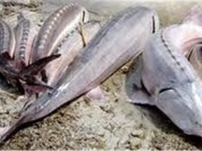 ممنوعیت صید تجاری ماهیان خاویاری دریای خزر تا پایال ۲۰۲۴ میلادی تمدید شد