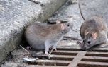 موش های این محله تهران واکسینه شده اند