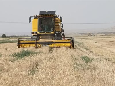 ایران با تولید ۱۴میلیون‌تنی سیزدهمین تولیدکننده گندم دنیا شد