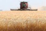 برنامه ریزی برای افزایش ۵۰ درصدی عملکرد تولید گندم دیم