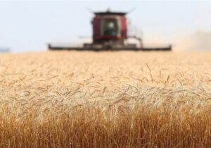 برنامه ریزی برای افزایش ۵۰ درصدی عملکرد تولید گندم دیم
