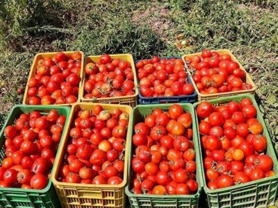 عرضه سنگین گوجه فرنگی در روزهای آینده/بارش باران علت کمبود است