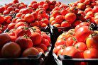 علت رشد نجومی قیمت گوجه چیست ؟