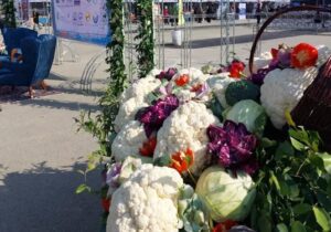 فرماندار ری: «گل کلم» کهریزک برند می‌‌شود