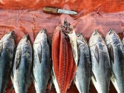 فروش ماهی تن صید داخل ۳۰ درصد گران‌تر از قیمت جهانی/ لزوم تسهیل واردات برای تنظیم بازار تن ماهی