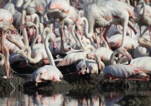 منطقه آزاد اروند میزبان اولین همایش گردشگری سبز| پرنده‌نگری ظرفیت اقتصادی است