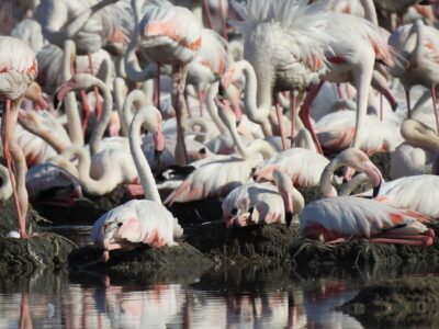 منطقه آزاد اروند میزبان اولین همایش گردشگری سبز| پرنده‌نگری ظرفیت اقتصادی است