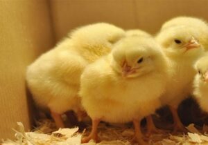 میزان جوجه‌ریزی در مرغداری‌ها به ۱۳۰میلیون قطعه رسید/ تکذیب پیامک کمبود مرغ به نمایندگان مجلس