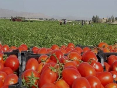 گوجه ۱۰ روز دیگر ارزان می‌شود