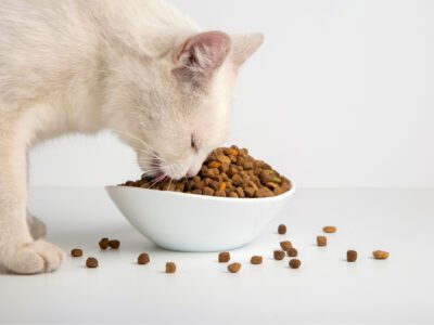 تفاوت غذای خشک سگ و گربه