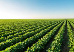 خبرخوش به کشاورزان/حق بیمه ۱۲۵ هزارتومانی محصولات کشاورزی