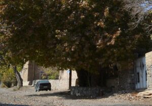 دادستان شهریار:۴۴ هزار و ۹۹۲ اصله درخت شناسنامه‌دار شد