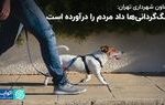 سگ‌گردانی‌ها داد مردم را درآورده است