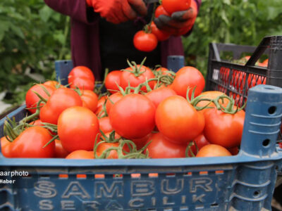 عوارض صادرات گوجه فرنگی ۵۵ درصد اعلام شد