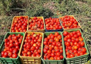 عوارض صادرات گوجه ۵۵ درصد شد + سند