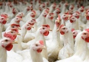 فروش مرغ زنده کیلویی ۵۸هزار تومان با ترس‌و‌لرز