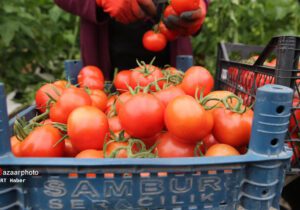 قیمت هر کیلو گوجه فرنگی ۱۰ هزار تومان کاهش یافت