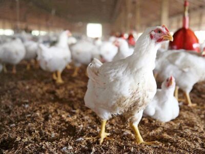 نوسانات قیمت مرغ در مازندران مشکل ساز شده است