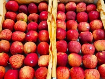 واردات سیب ایران برای تنظیم بازار ۱٫۴میلیاردنفری هند