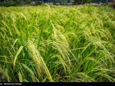 انقلاب در تولید برنج کشور با ورود تکنولوژی بذر هیبرید از چین