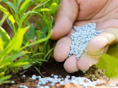 مصرف کودهای کشاورزی به طور میانگین ۸۰ درصد افزایش یافت
