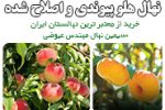 خرید نهال هلو پیوندی و اصلاح شده – راهنمای خرید نهال هلو