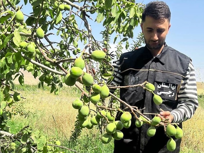 نهالستان گردو 