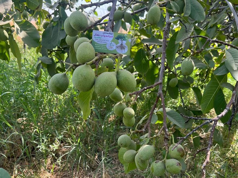 نهال گردو جمال