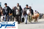 اتباع افغانی در حال بلعیدن منابع کشور هستند !
