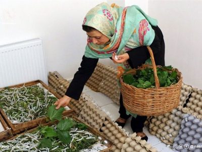 چند درصد از مشاغل خانگی در اختیار زنان است؟