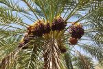 بررسی اقتصادی خرمای پیارم؛ چرا این رقم از خرما متمایز است؟
