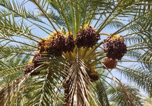 بررسی اقتصادی خرمای پیارم؛ چرا این رقم از خرما متمایز است؟