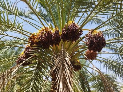 بررسی اقتصادی خرمای پیارم؛ چرا این رقم از خرما متمایز است؟