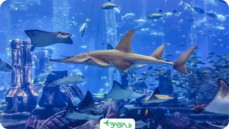 درخواست از طریق هتل های دبی