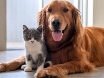 واردات سگ و گربه آزاد شد