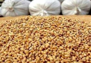 آغاز توزیع نهاده مرغداران گوشتی با قیمت مصوب/ مهلت ثبت نام تا ۱۸ آذر