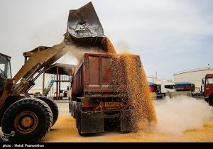 آغاز توزیع نهادههای دامی تحت کلید دولت/ امضای طلایی برنگردد