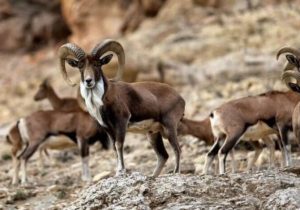 احیای تالاب هشیلان با مدیریت آب؛ انسداد ۱۳۲ چاه غیرمجاز در کرمانشاه