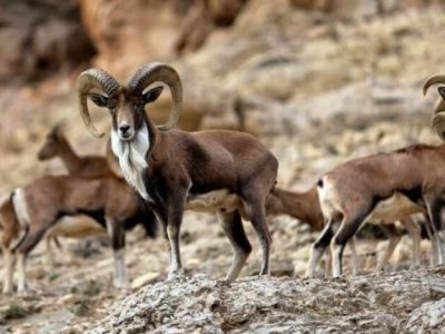 احیای تالاب هشیلان با مدیریت آب؛ انسداد ۱۳۲ چاه غیرمجاز در کرمانشاه