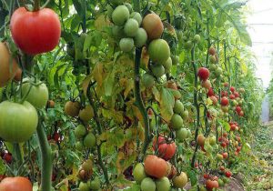 ارزش ۴۹ میلیارد دلاری استارتاپ های کشاورزی تا ۲۰۳۰؛ redseafarm به کمک کشت با آب شور آمد