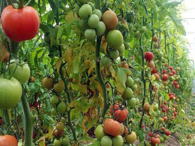 ارزش ۴۹ میلیارد دلاری استارتاپ های کشاورزی تا ۲۰۳۰؛ redseafarm به کمک کشت با آب شور آمد