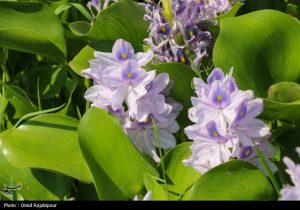 تاختوتاز “شیطان بنفش” در شمال ایران/ بحران زیستمحیطی تمامعیار “سنبل آبی” در تالابها