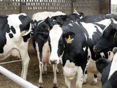 تب برفکی تولید شیر و گوشت را ۲۰ درصد کاهش داد