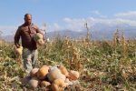 تسلط چین بر تولید جهانی کدو تنبل؛ ایران در جایگاه ۳۲ صادراتی قرار گرفت